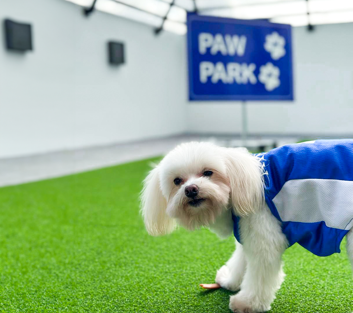a small white dog wearing a blue shirt at a condo amenity pet park