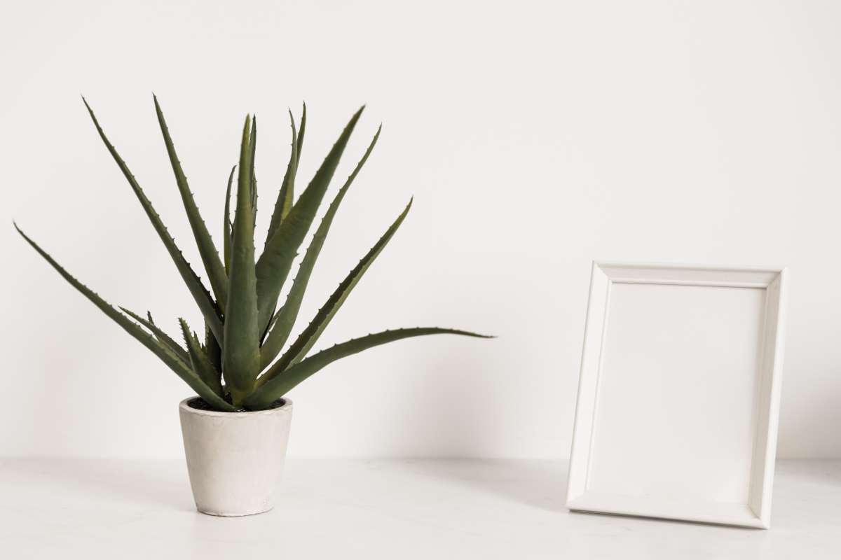 A condo indoor plant in a white pot