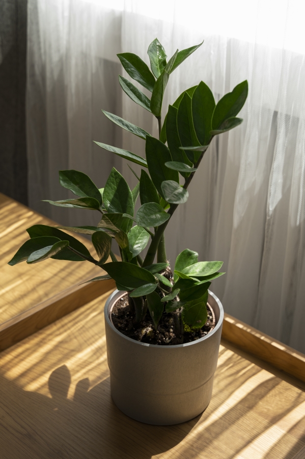 Interior design with green plant high angle