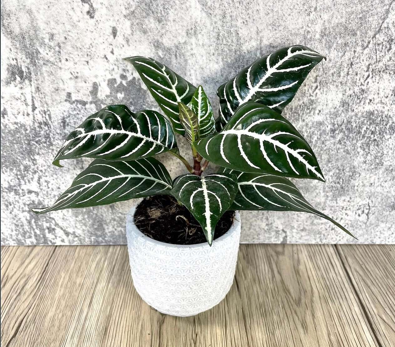condo indoor plants placed into wooden table