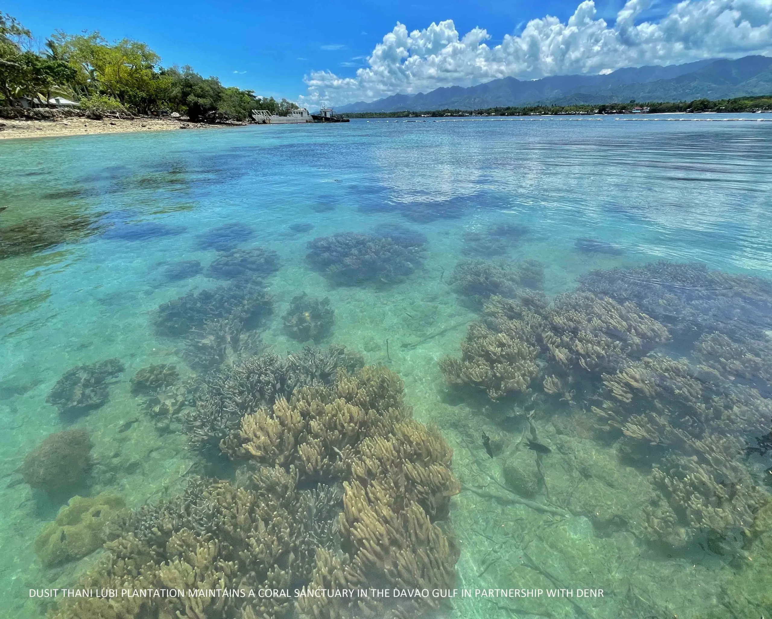 actual photo of coral sanctuary in the davao gulf